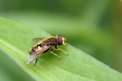 Réf. 344 144 : Parhelophilus versicolor